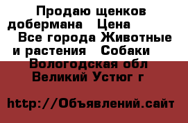 Продаю щенков добермана › Цена ­ 45 000 - Все города Животные и растения » Собаки   . Вологодская обл.,Великий Устюг г.